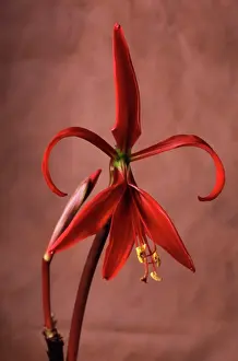 Formosissima: Jacobean Lily