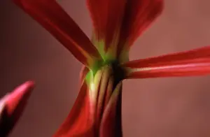 Formosissima: Jacobean Lily