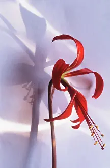 Formosissima: Jacobean Lily