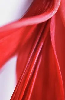 Erotic: Jacobean Lily