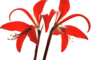 Optimism: Jacobean Lily