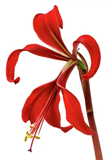 Fabulous: Jacobean Lily
