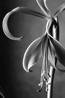 Monotone: Jacobean Lily
