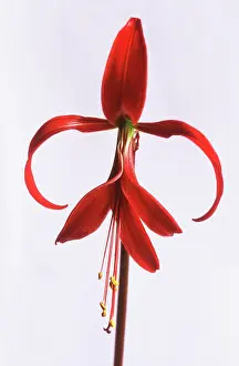 Silky: Jacobean Lily