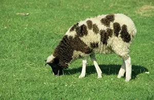 Jacob: Jacob's Sheep