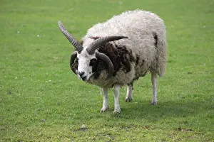 Ruminating: Jacobs sheep grazing - Scotland UK