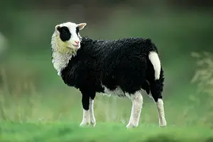 Jacob: Jacob's Sheep - lamb on meadow
