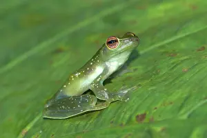 Rhacophorus: Jade Tree Frog