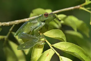 Rhacophorus: Jade Tree Frog