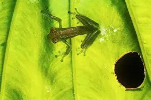 Rhacophorus: Jade Tree Frog - cliging to leaf