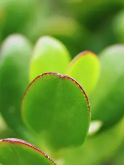 Crassula: Jadeplant