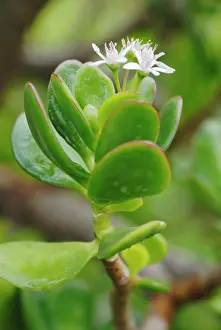 Crassula: Jadeplant