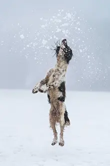 Springer: Jagdhund, Springerspaniel, im Schnee beim Vorstehen