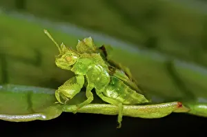 Ambush: Jagged AMbush Bug