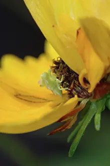Hemipteran: Jagged Ambush Bug nymph
