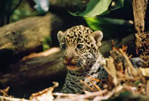 Onca: Jaguar - 4 week old cub