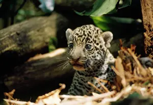 Onca: Jaguar - 4 week old cub on forest floor