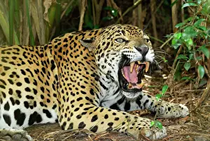 Aggressions: Jaguar