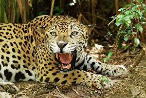 Aggressions: Jaguar