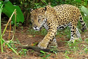 Jaguar