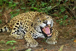 Aggressions: Jaguar