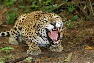 Aggressions: Jaguar