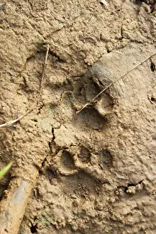 Pugmarks: Jaguar
