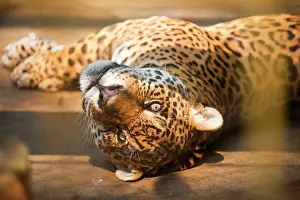 Jaguars: Jaguar