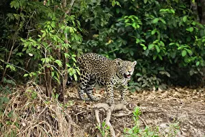Cautious: Jaguar