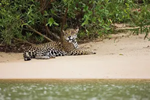 Onca: Jaguar