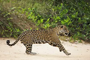 Onca: Jaguar