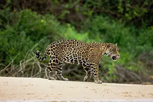 Onca: Jaguar