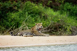 Onca: Jaguar