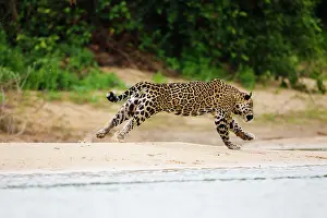 Onca: Jaguar
