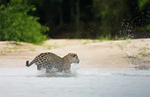 Onca: Jaguar
