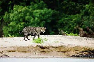 Onca: Jaguar