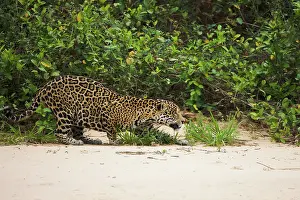 Onca: Jaguar