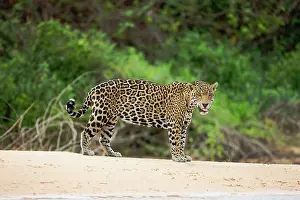 Onca: Jaguar