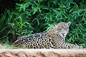 Onca: Jaguar