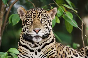 Onca: Jaguar