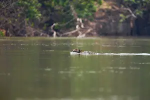 Onca: Jaguar