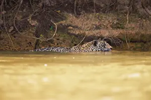 Onca: Jaguar