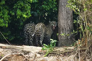 Onca: Jaguar