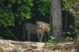 Onca: Jaguar