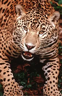 Jaguars: JAGUAR