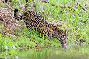Onca: Jaguar