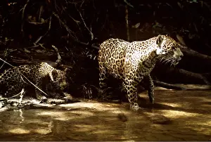 Jaguars: JAGUAR - adult female with cub in creek