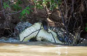Caiman: Jaguar - attacking caiman