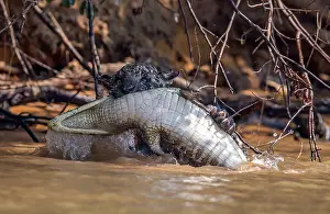 Caiman: Jaguar - attacking caiman