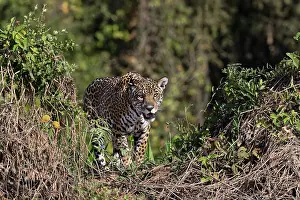 Jaguar: Jaguar on the bank of the Cuiaba River, Pantanal, Brazil